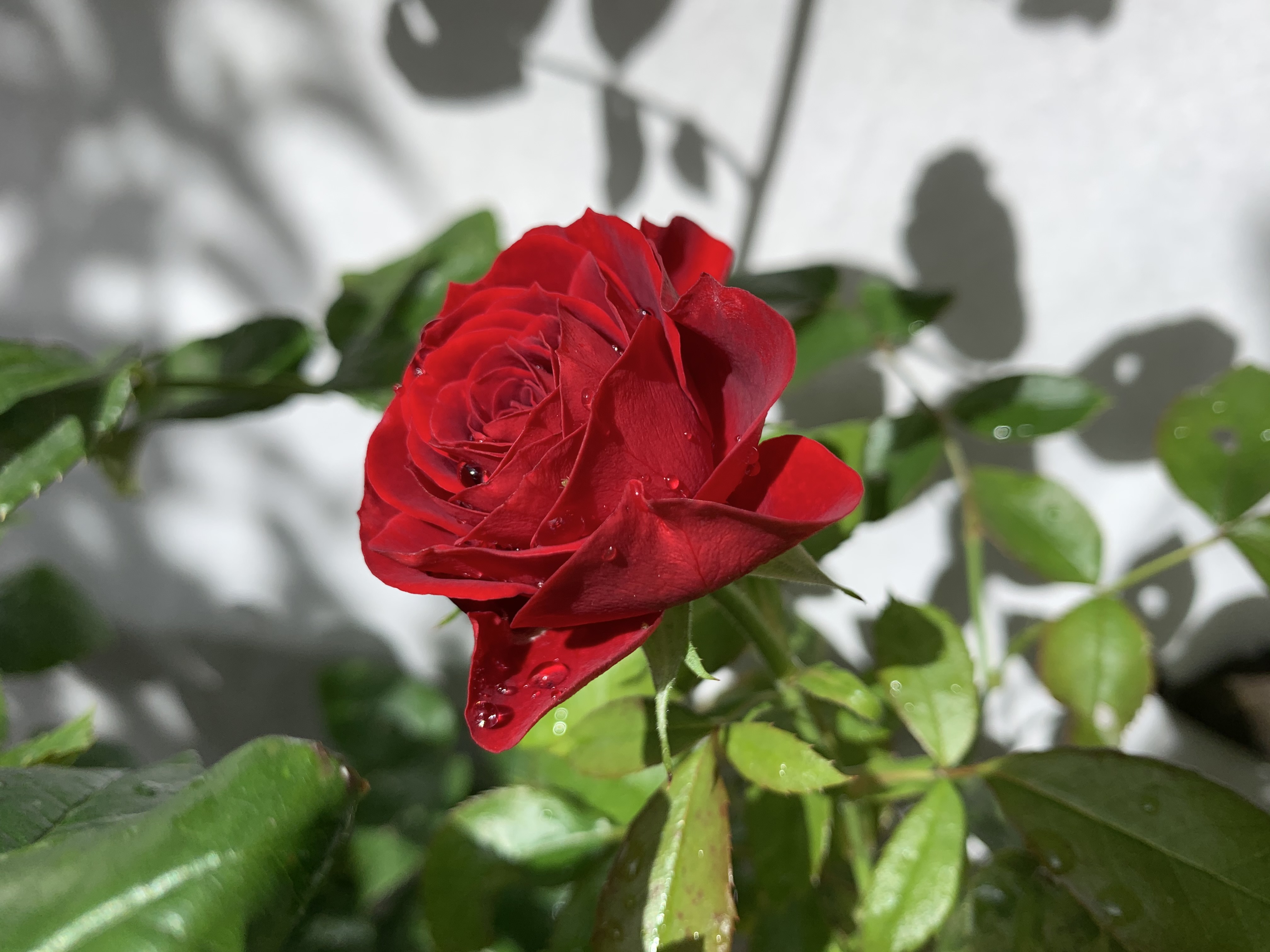 Carina Graversens roser